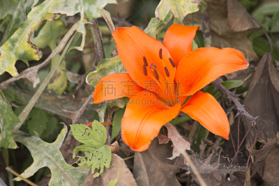 百合花,自然,拍摄场景,野生动物,水平画幅,橙色,睡莲,生物,无人,野外动物