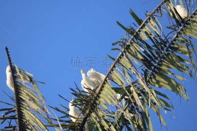白鹭,印度尼西亚,苍鹭,非凡的,生物学,野生动物,鹭科,自然美,动物,生物学家