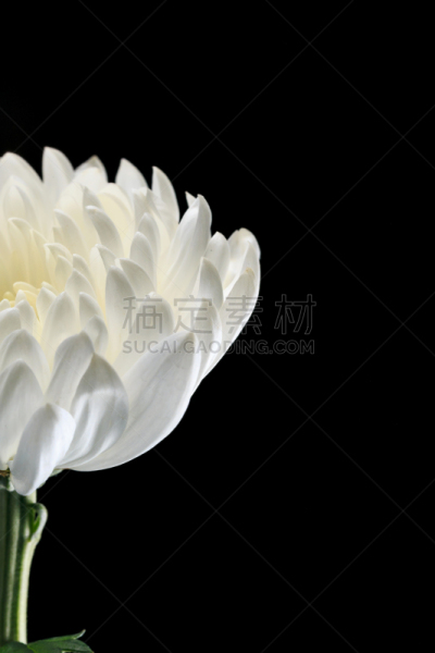 菊花,自然美,白色,自然,芳香的,黄色,季节,垂直画幅,图像,花瓣