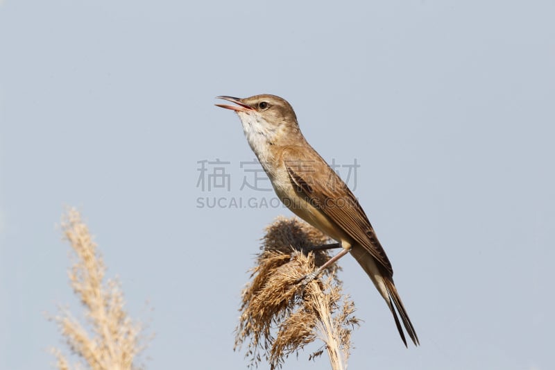 鸣鸟,芦苇,非凡的,自然,野生动物,水平画幅,无人,噪声,欧洲,鸟类