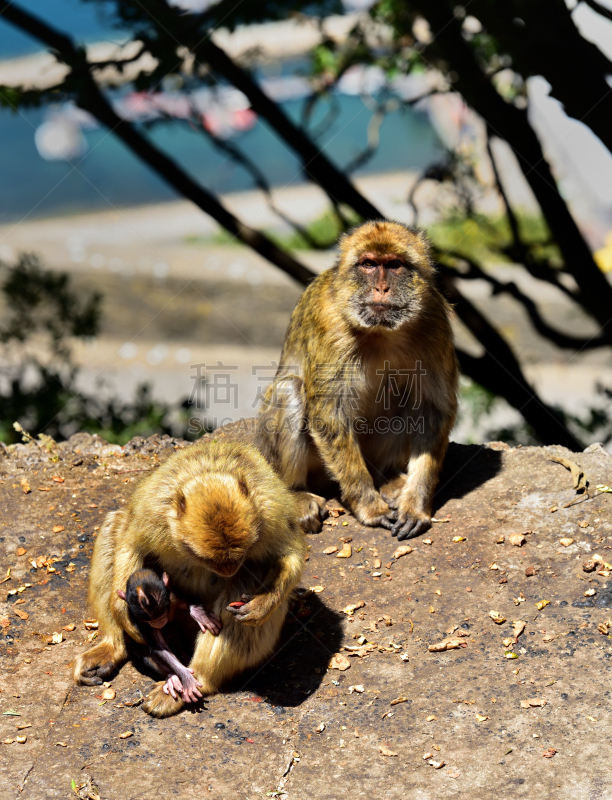 直布罗陀,地中海猕猴,家庭,垂直画幅,野生动物,猴子,野外动物,猕猴,户外,雄性动物