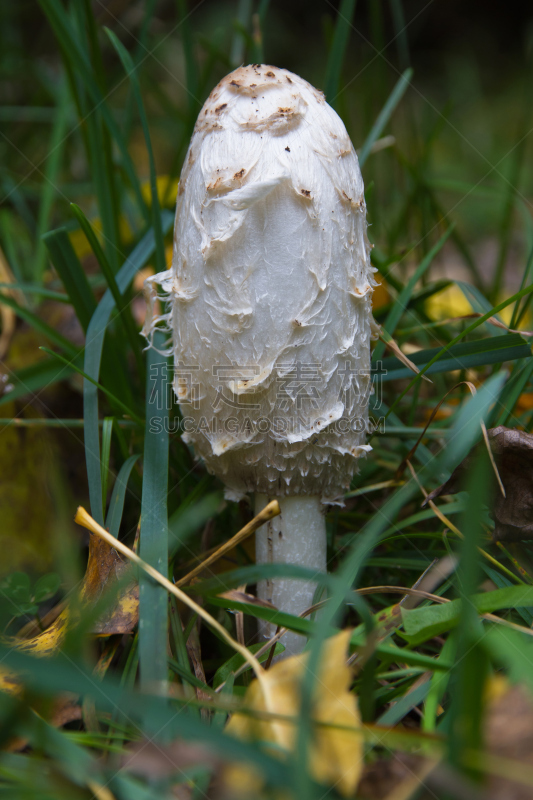 食用菌,鸡腿菇,濑田河,笔帽状蘑菇,自然,垂直画幅,饮食,绿色,圆锥,无人