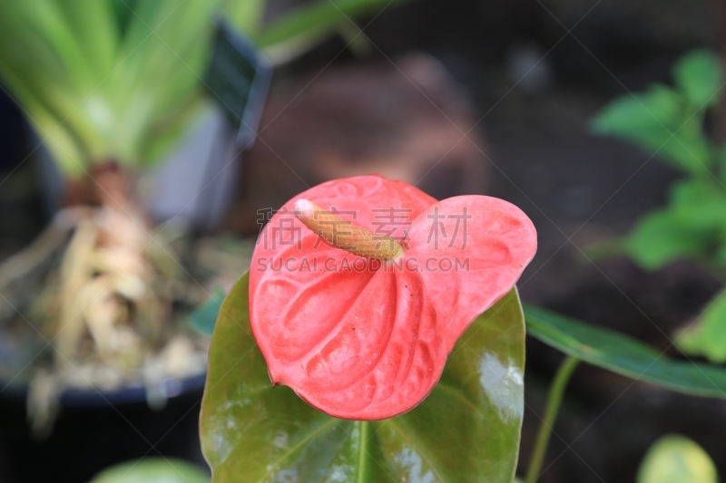 花烛属,塑料温室,天南星科,热带灌木,室内植物,植物园,自然,水平画幅,绿色,无人