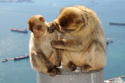 直布罗陀,猿,地中海猕猴,母亲,婴儿,水平画幅,工业船,海港,猴子,货运