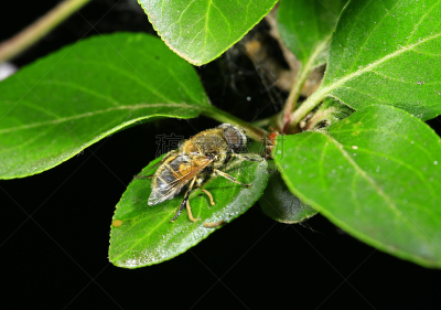 两翼昆虫,野外动物,蚜虫,自然,水平画幅,无人,户外,水滴,田地,蜂蜜