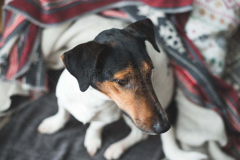 可爱的,沙发,狗,梗犬,住宅内部,福克斯猎狐犬,杰克拉瑟短腿犬,水平画幅,无人,早晨