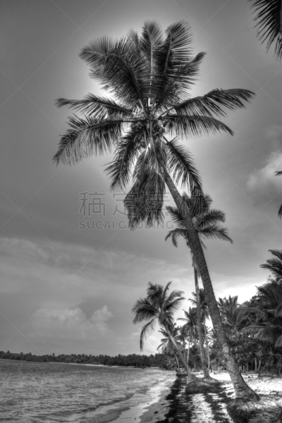 海滩,垂直画幅,椰子,椰子树,周末活动,户外,棕榈树,沙河,拉丁美洲,旅游