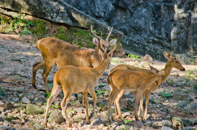 brow-antlered deer,自然,褐色,野生动物,水平画幅,斑点,户外,草,泰国,鹿