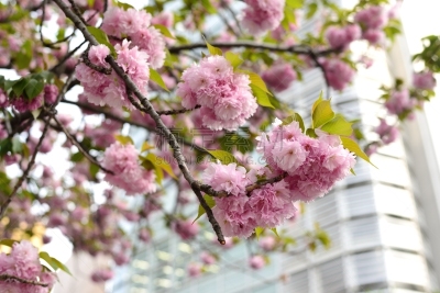 花朵,樱之花,东京站,river sumida,银座,千代田区,中央区,星和园,樱桃树,东亚