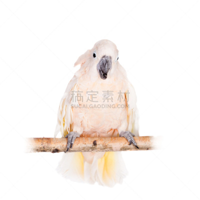 美冠鹦鹉,鸟冠,白色,爱达荷鲑河,无人,噪声,鸟类,宠物服装,套装,动物主题