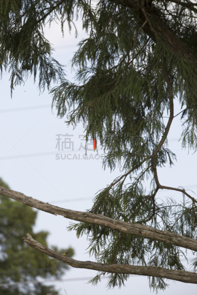天空,垂直画幅,休闲活动,简易钓鱼,无人,捕捞鱼,夏天,问题,户外,淡水