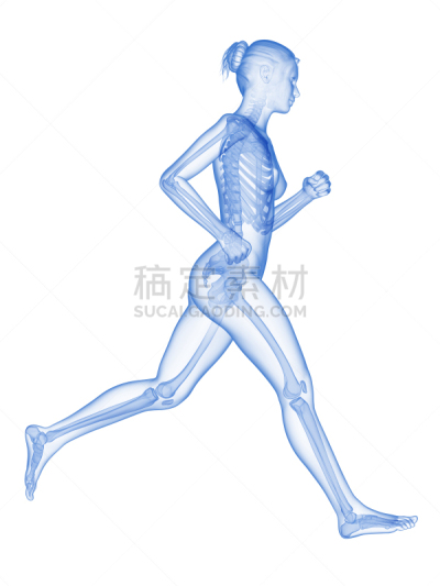 骨骼,女性,垂直画幅,四肢,绘画插图,科学,腿,计算机制图,计算机图形学,生物学