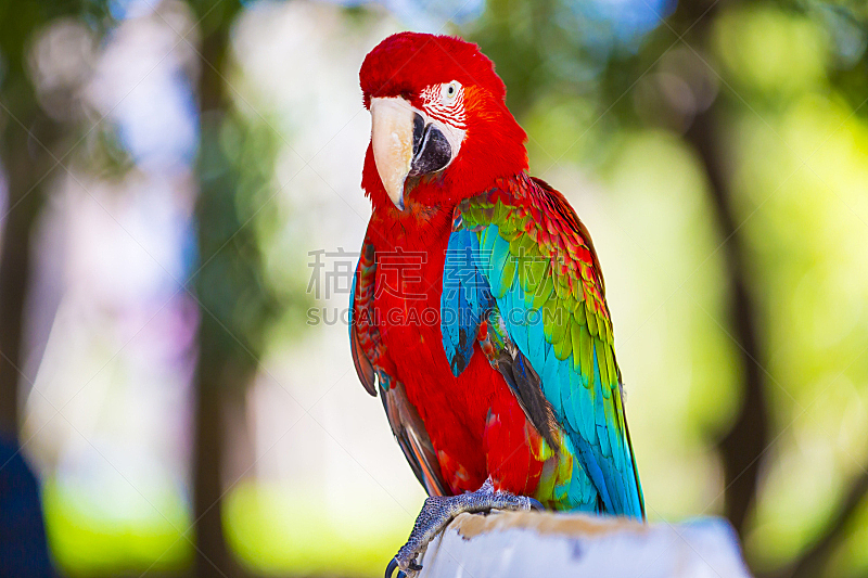 鹦鹉,多色的,自然,气候,水平画幅,蓝色,鸟类,动物身体部位,翅膀,红色