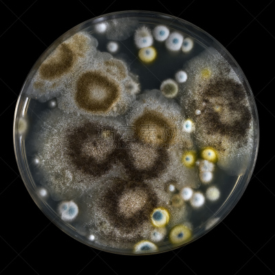 皮氏培养皿,霉菌,酵母,微生物学,无人,青霉菌,真菌学,科学,背景分离,方形画幅