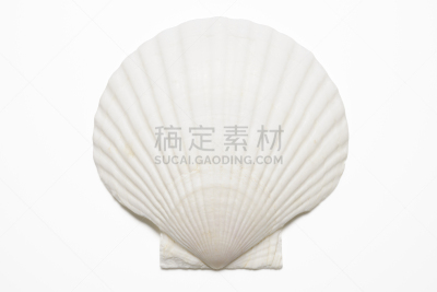 贝壳,白色,白色背景,分离着色,小酒杯,扇贝,洞,动物骨骼,水平画幅,高视角
