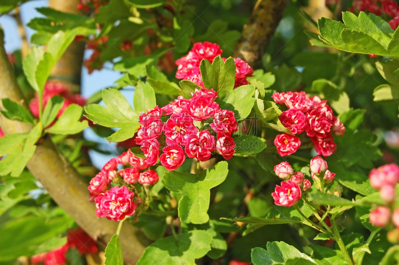 Hawthorn (Crataegus) flower