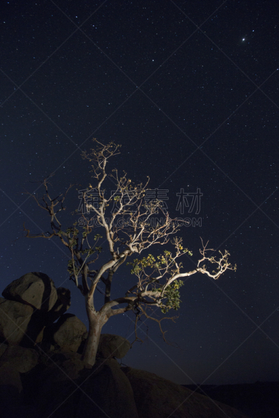 达马拉兰,纳米比亚,星星,在下面,午夜,曙暮光,芦荟,著名景点,植物,星系