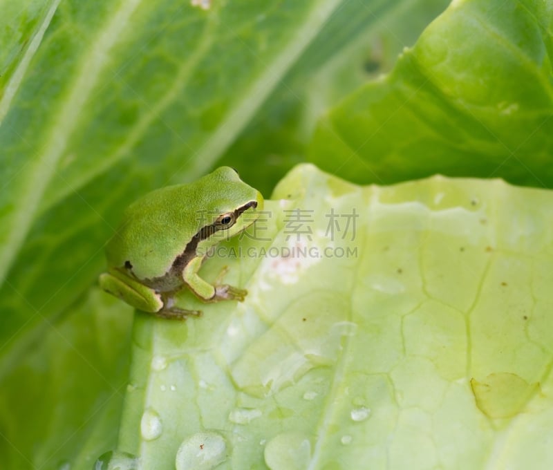 青蛙,绿色,巩膜,白蜡,翻白眼,树蛙,蛋清,水平画幅,银色,动物身体部位