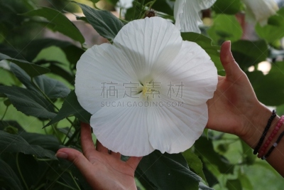 木槿属,巨大的,手,白色,拿着,garden phlox,苘麻,芙蓉茶,锦葵科木槿属,饰品花