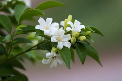 月橘,穿洞的,花束,水平画幅,无人,黄色,叶子,背景,多色的,花