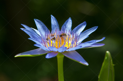 池塘,特写,荷花,自然美,水,美,水平画幅,睡莲,无人,平视角