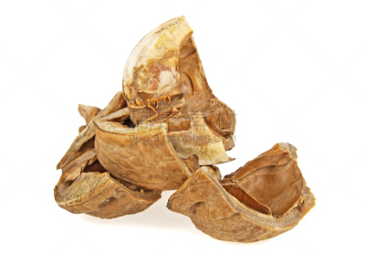 白色背景,分离着色,坚果壳,胡桃,留白,褐色,坚果,水平画幅,无人