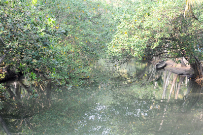 奎隆,河流,喀拉拉邦死水湾,柯玛拉可姆,喀拉拉邦,自然,非都市风光,水平画幅,运河,旅行者