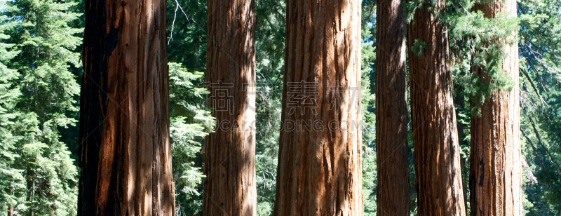 巨大的,红杉,Mariposa Grove,公园,水平画幅,过大的,无人,Giant Sequoia,户外,针叶树