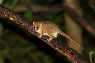 小嘴狐猴,美,公园,褐色,水平画幅,夜晚,热带雨林,野外动物,异国情调,户外