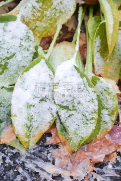雪,叶子,自然,垂直画幅,瓦沙加海滩滩,寒冷,无人,冰,特写,冰晶