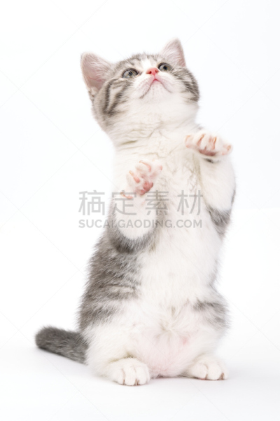 灰发,小猫,动物腿,白色背景,垂直画幅,小的,可爱的,家畜,幼小动物,哺乳纲