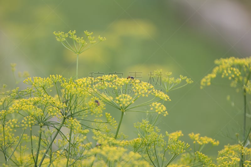 仅一朵花,柔焦,黄色,选择对焦,留白,水平画幅,峨参,无人,曙暮光,户外