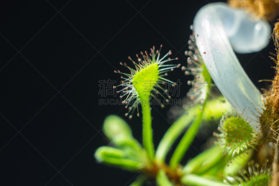 茅膏菜,cape 毛毯苔,触须,酸,水平画幅,小的,微生物学,植物,露水,热带的花
