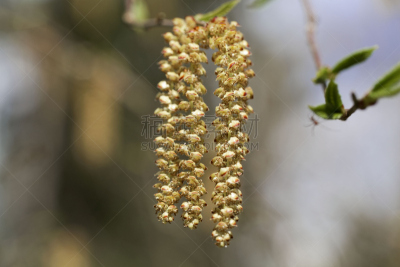 加拿大桦,美,柳树,水平画幅,枝繁叶茂,无人,早晨,户外,生物学,特写