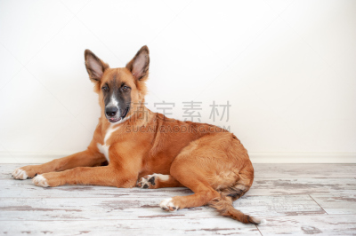 墨西哥人,中国冠毛犬,宠物,纯种犬,室内,图像,莫西干头,狗,家畜,动物