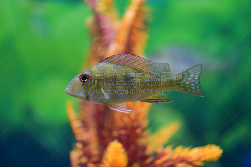 丽体鱼,水族馆,式样,透明,自然美,秘密,华丽的,热带气候,简单,厄瓜多尔