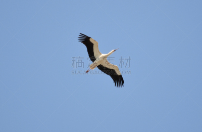 鹳,白色,自然,彩色背景,图像,一只动物,动物,鸟类,无人