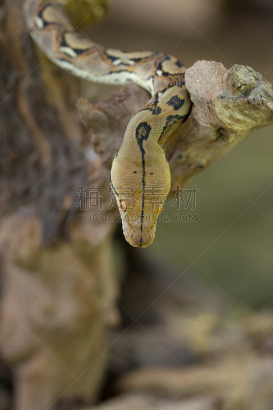 蛇,大蟒蛇,枝,网状纹巨蟒,垂直画幅,水,风,重的,软体动物,巨大的