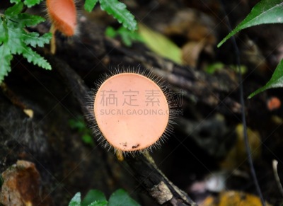 真菌,支流,自然,水平画幅,孢子,无人,蘑菇,户外,树林,植物