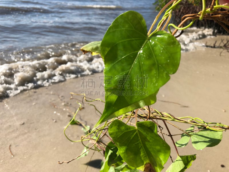 叶子,有蔓植物,海洋,心型,水平画幅,沙子,茄科双子叶植物,沙滩派对,情人节,户外