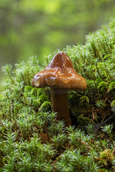 有毒生物体,神奇蘑菇,垂直画幅,雨,绿色,无人,苔藓,蘑菇,鸡油菌,金色