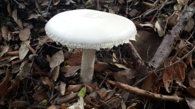 食用菌,自然,水平画幅,拉西奥达特,秋天,无人,森林,户外,普罗旺斯,法国
