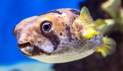 莫斯科,水族馆,好奇心,运动模糊,角鲨,风景,府谷,白点河豚,河豚,水