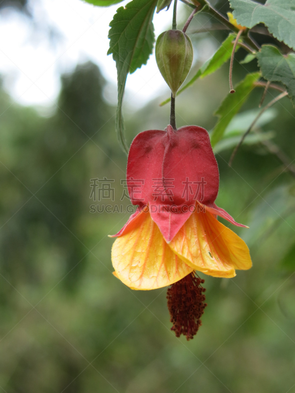 苘麻,植物群,白麻属植物,生物学家,哥斯达黎加,自然,垂直画幅,灯笼,热带雨林,户外