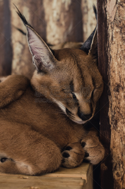 狞獾,野生猫科动物,山猫,自然,垂直画幅,褐色,野生动物,可爱的,无人,猫科动物