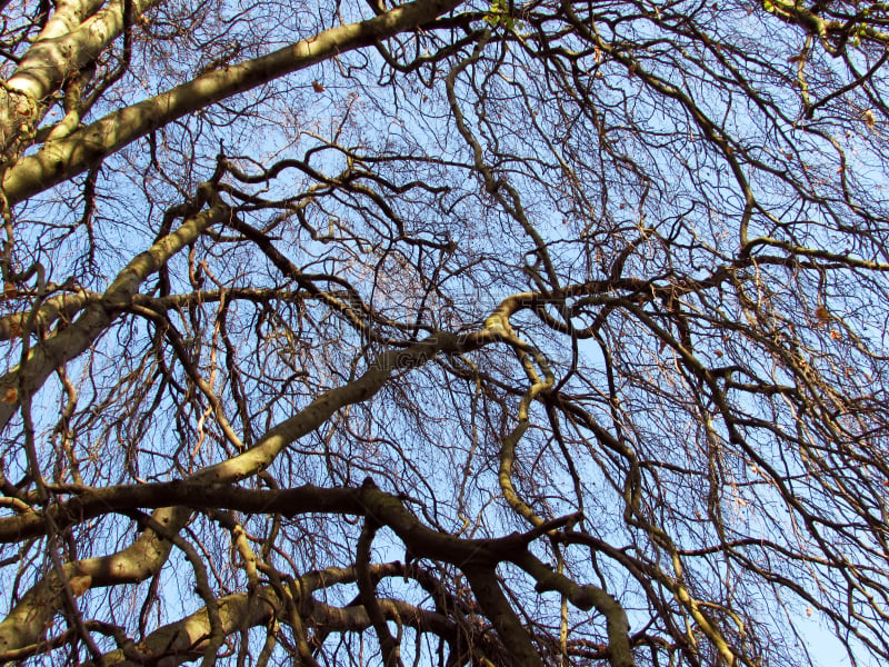 欧洲山毛榉,公园,褐色,水平画幅,无人,山毛榉树,户外,weeping beech,植物