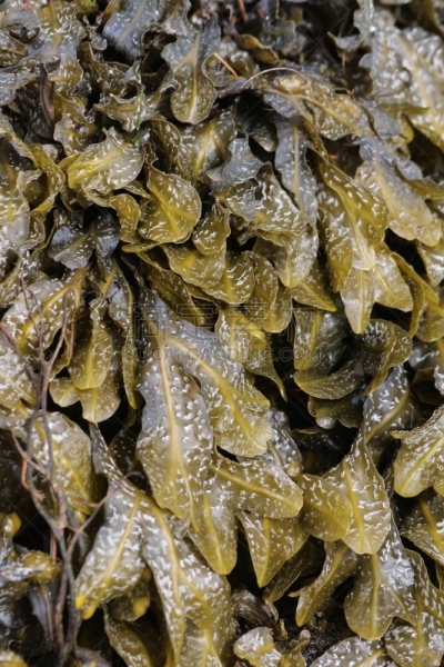 海草,螺线,自然,垂直画幅,海岸线,韦斯特罗斯,海滩,绿色,无人,2015年