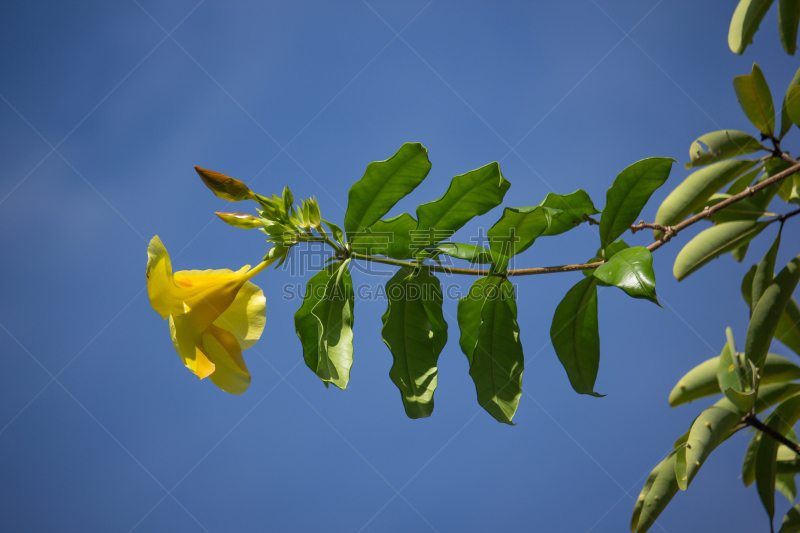 Yellow Allamanda flower  with green leaf