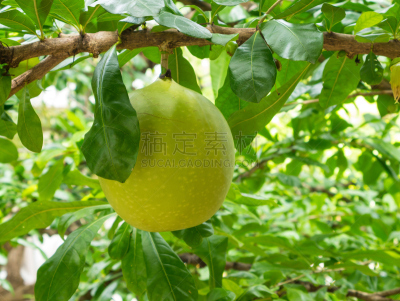 炮弹果属,紫薇科树,水平画幅,素食,无人,南瓜,生食,特写,植物,热带气候