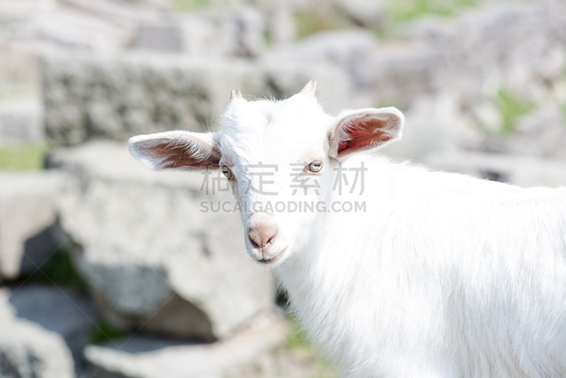 山羊,夏天,户外,自然,托根伯格山谷,天空,美,褐色,水平画幅,无人